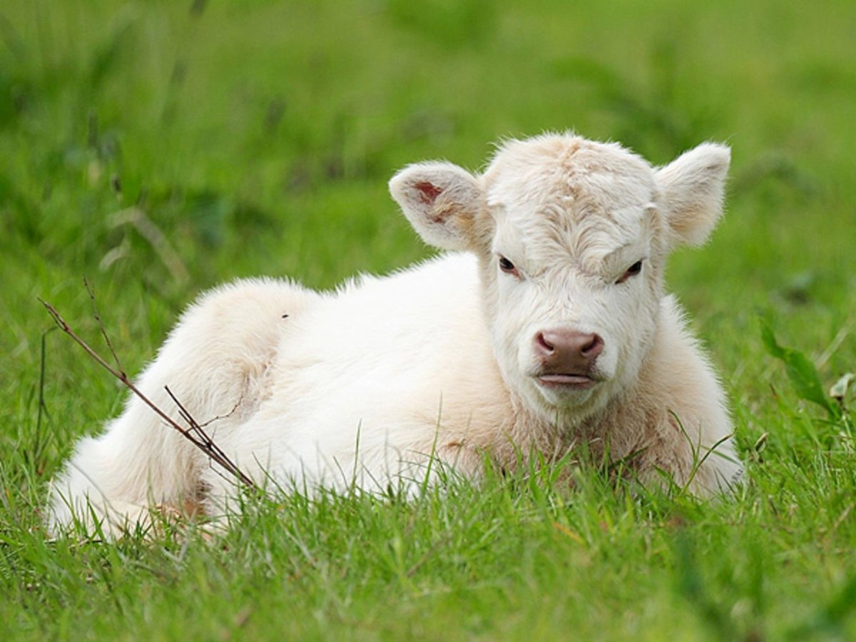 Плюшевая корова