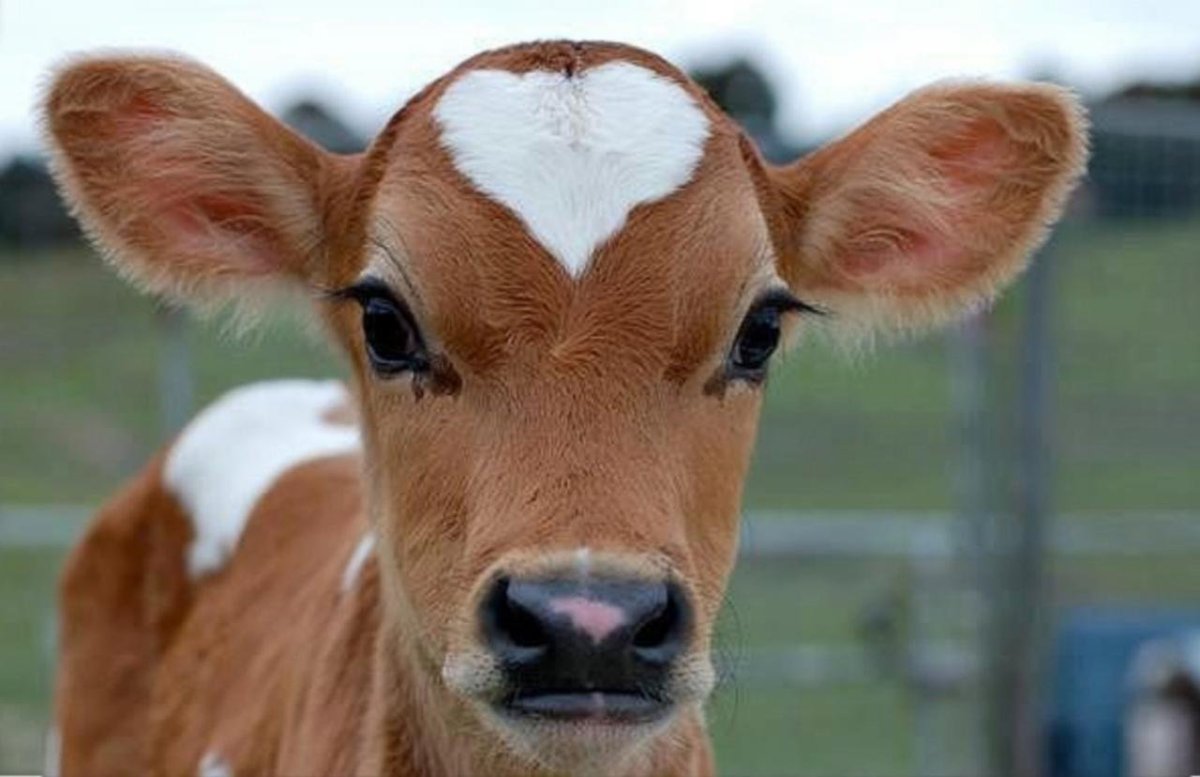 Красивый теленок