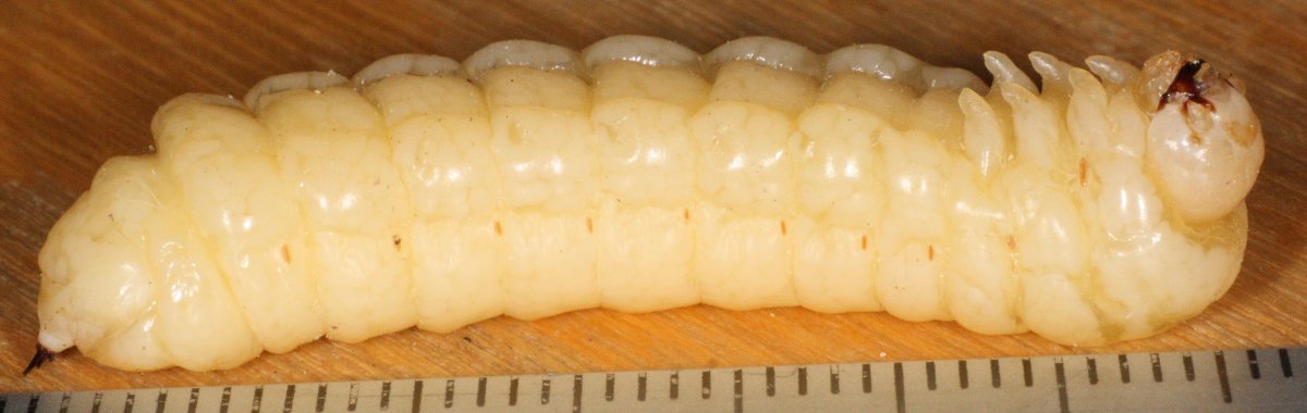 Хвойный рогохвост личинка