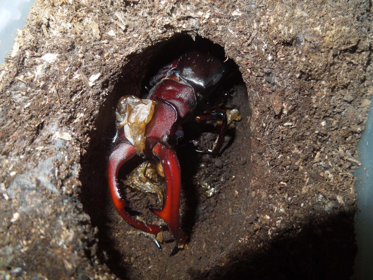 Куколка жука рогача