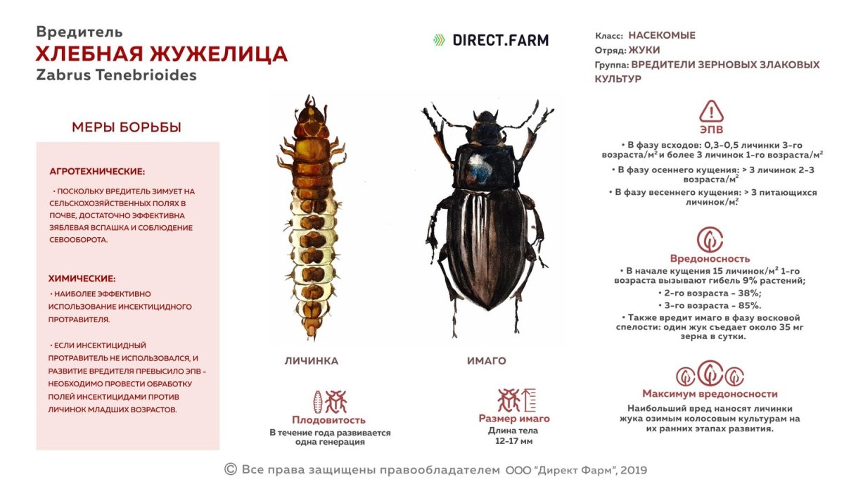 Личинка жужелицы строение
