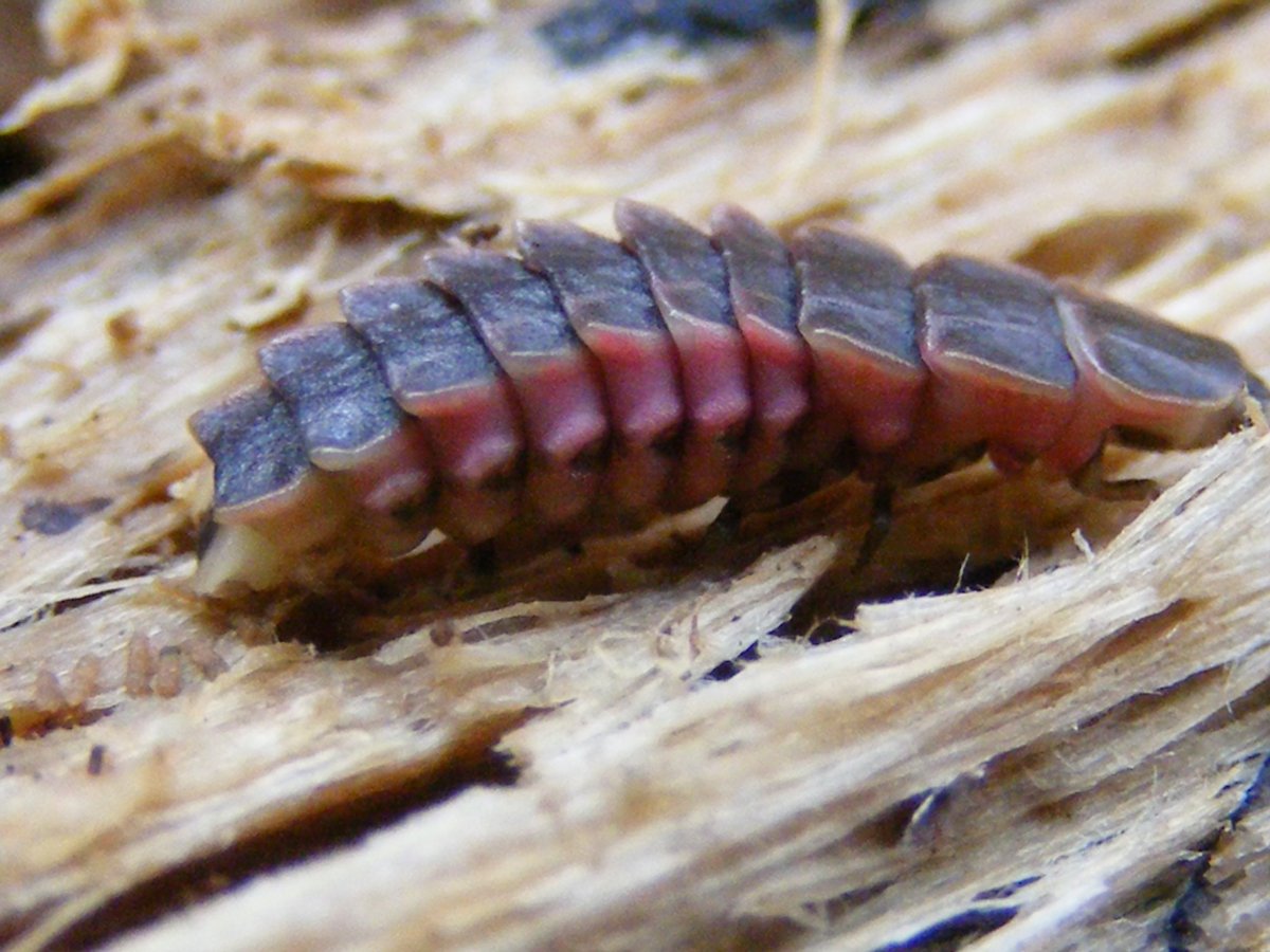 Жук короед личинка гусеница