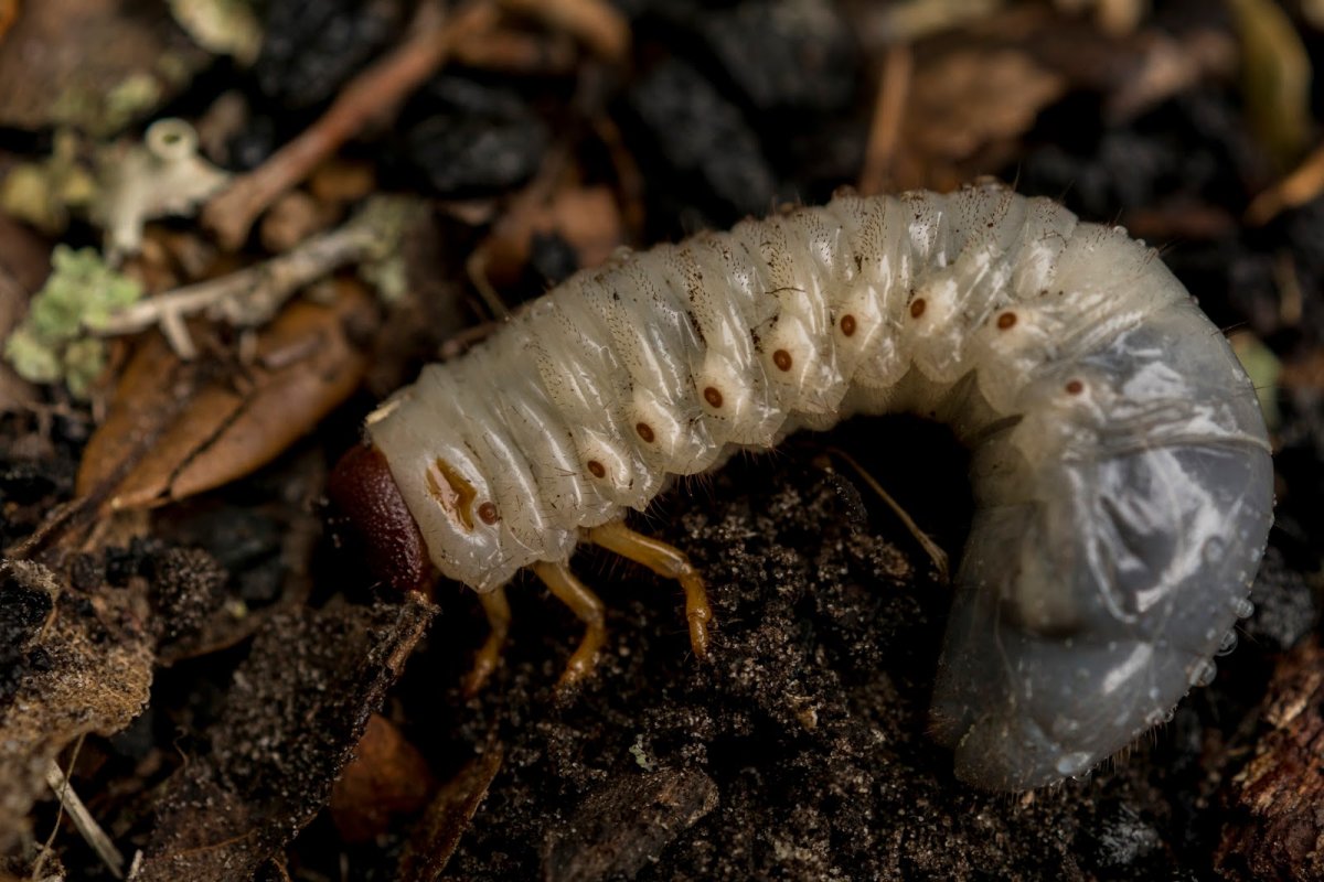 Личинка жука короеда