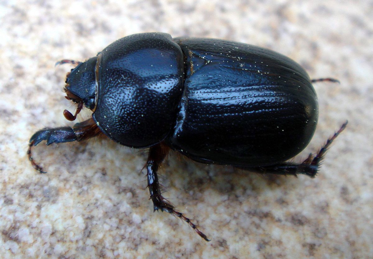 Хрущ Жук черный