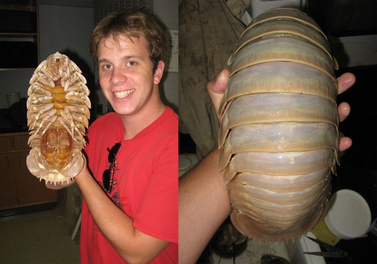 Самое большое насекомое в мире