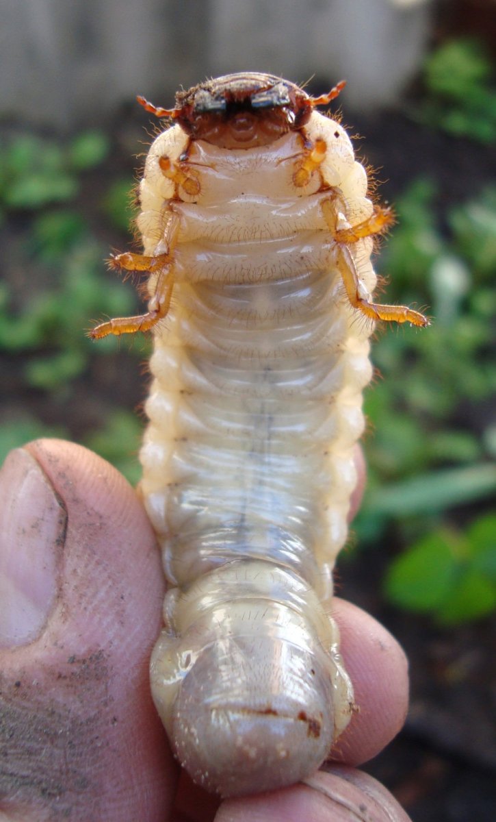 Мраморный хрущ личинка