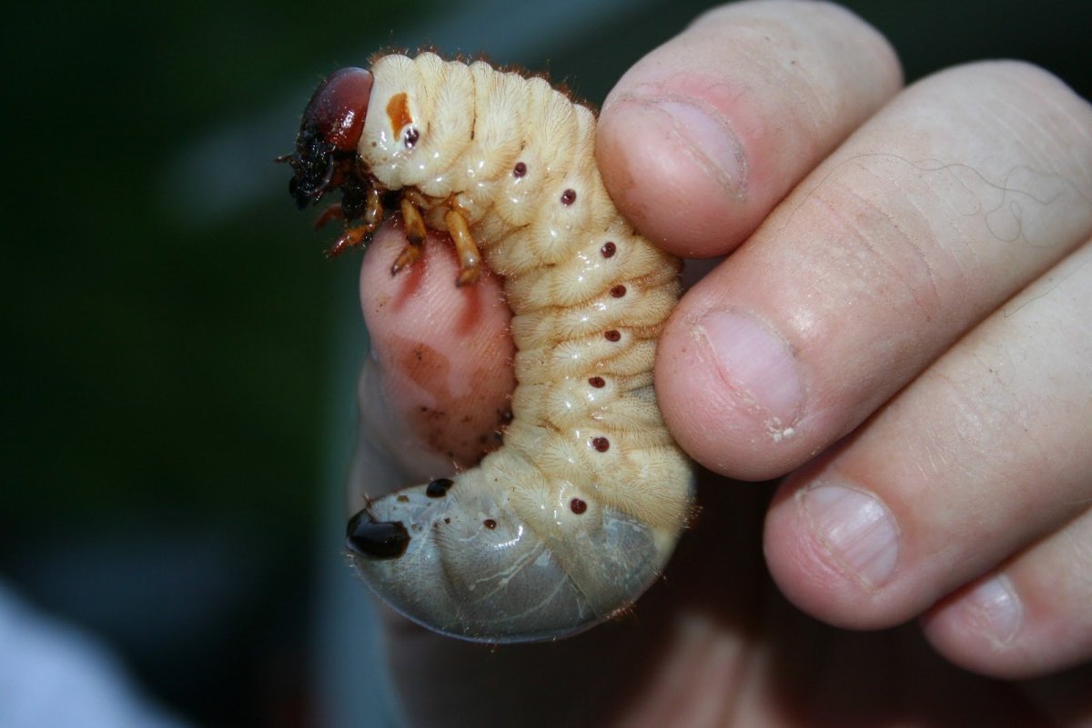 Хрущ личинка майского жука