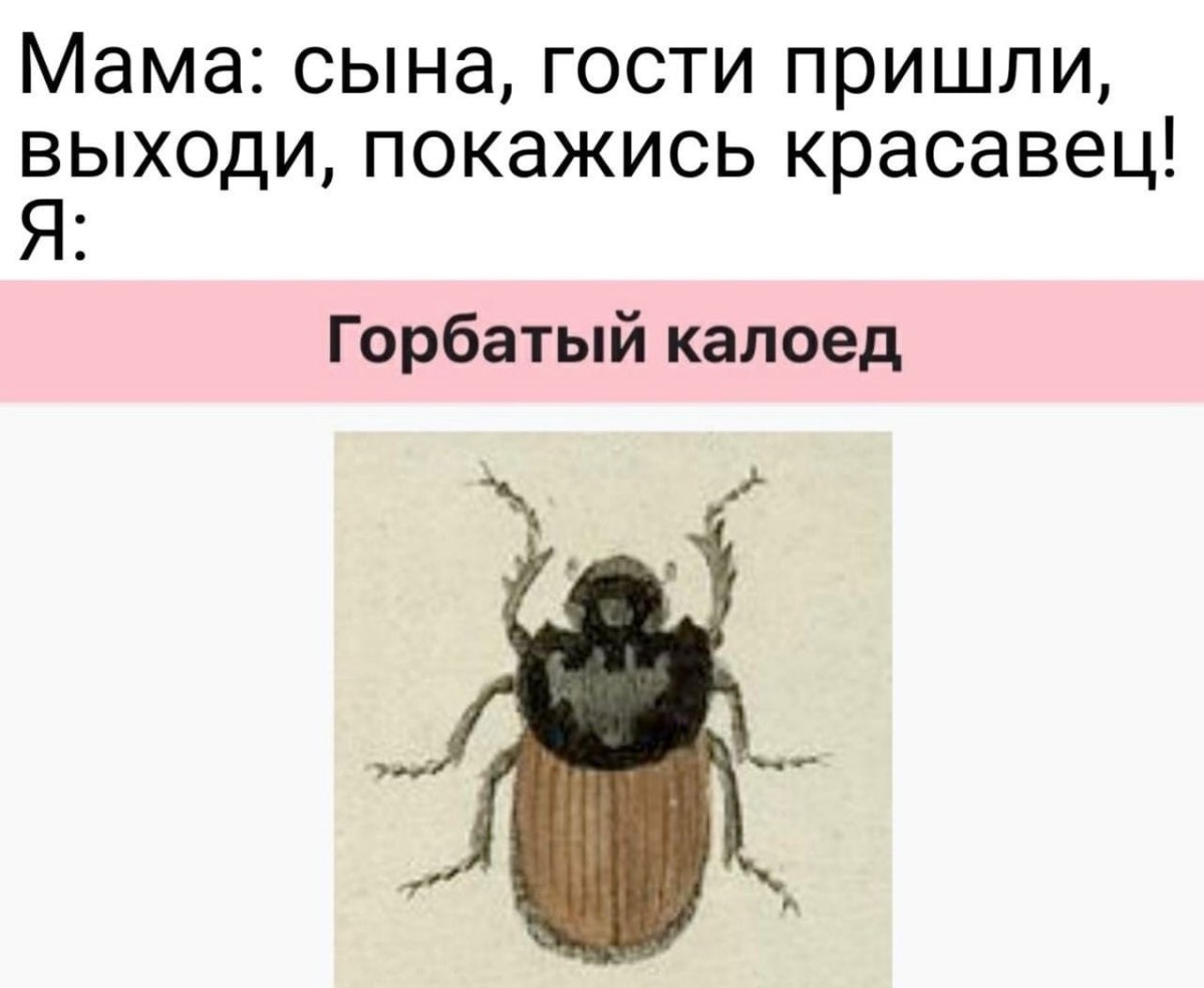 Горбатый калоед