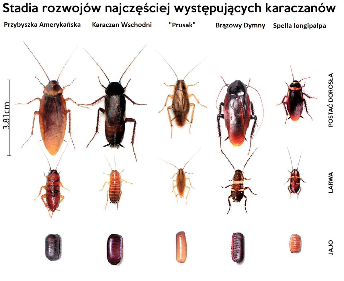 Таракан Прусак жизненный цикл