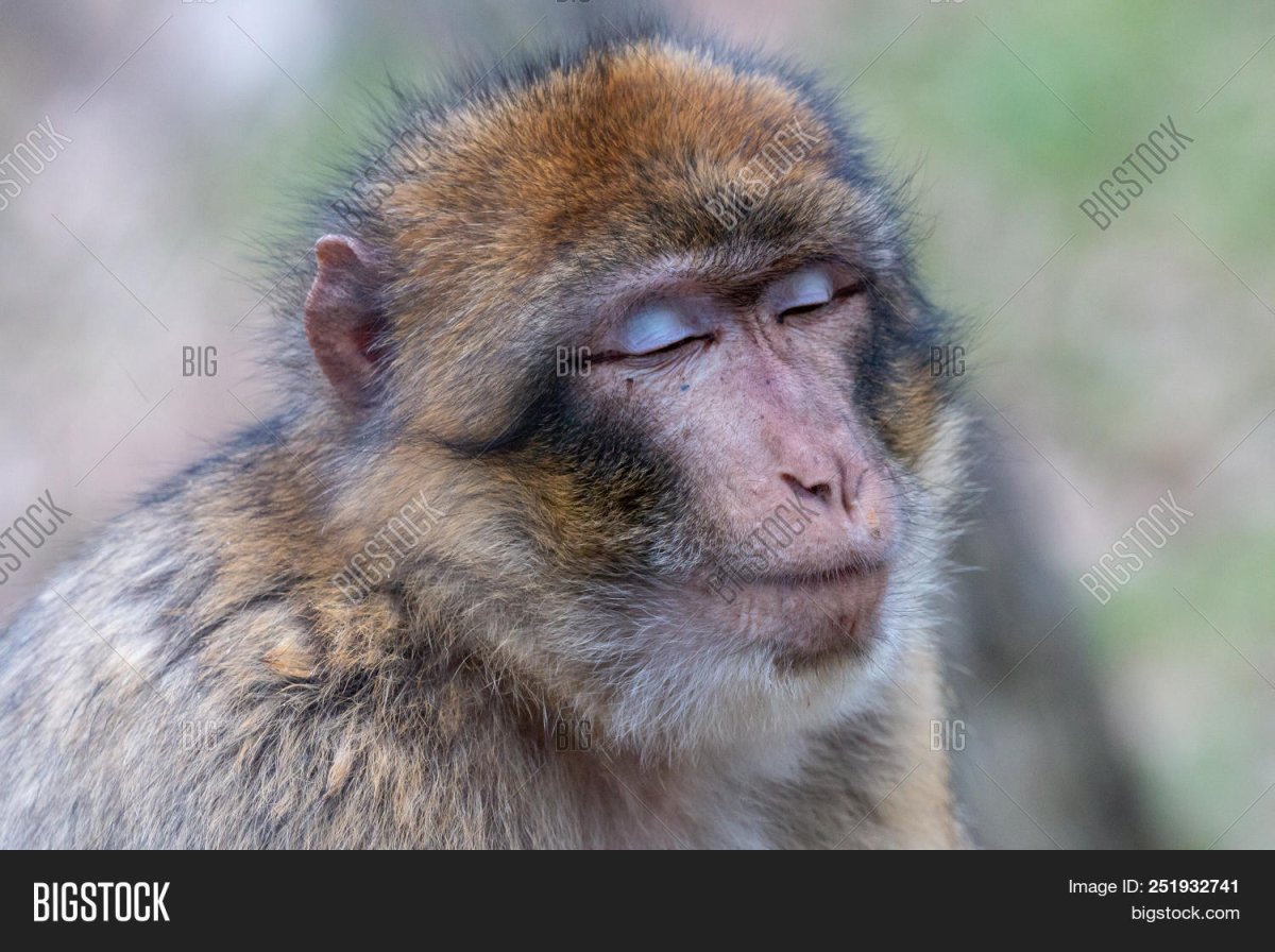 Обезьянки с голубыми веками