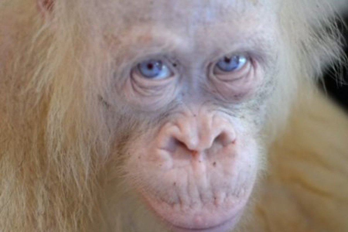 Орангутан альбинос Альба