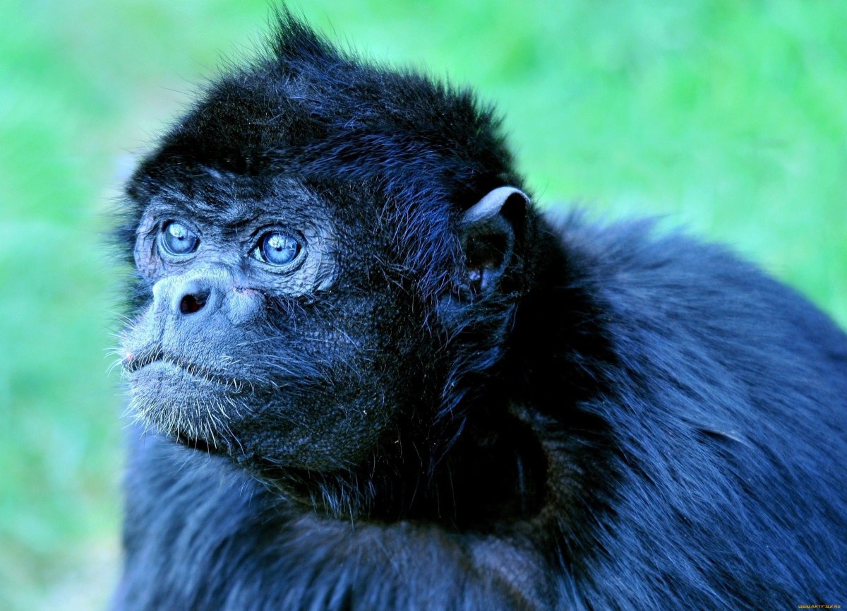 Синяя обезьяна
