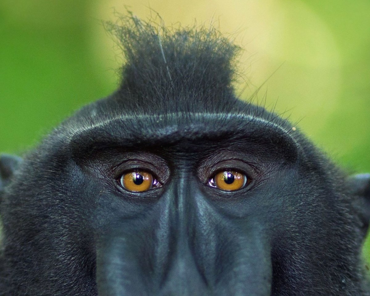 Глаза обезьяны
