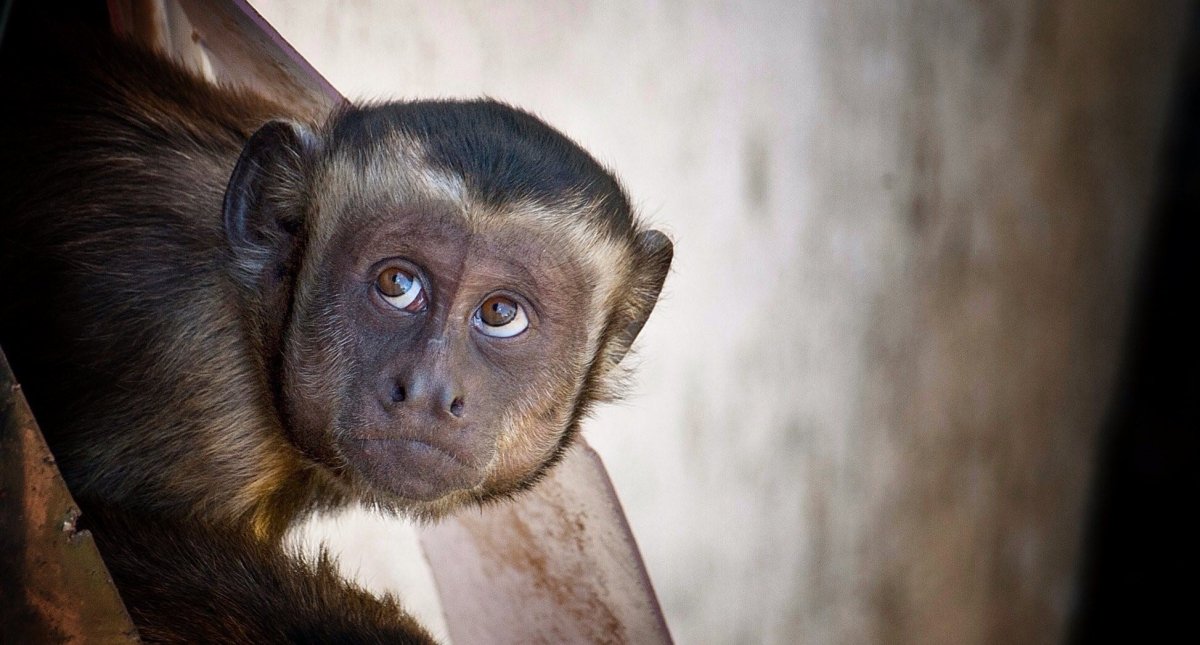 Глаза обезьяны
