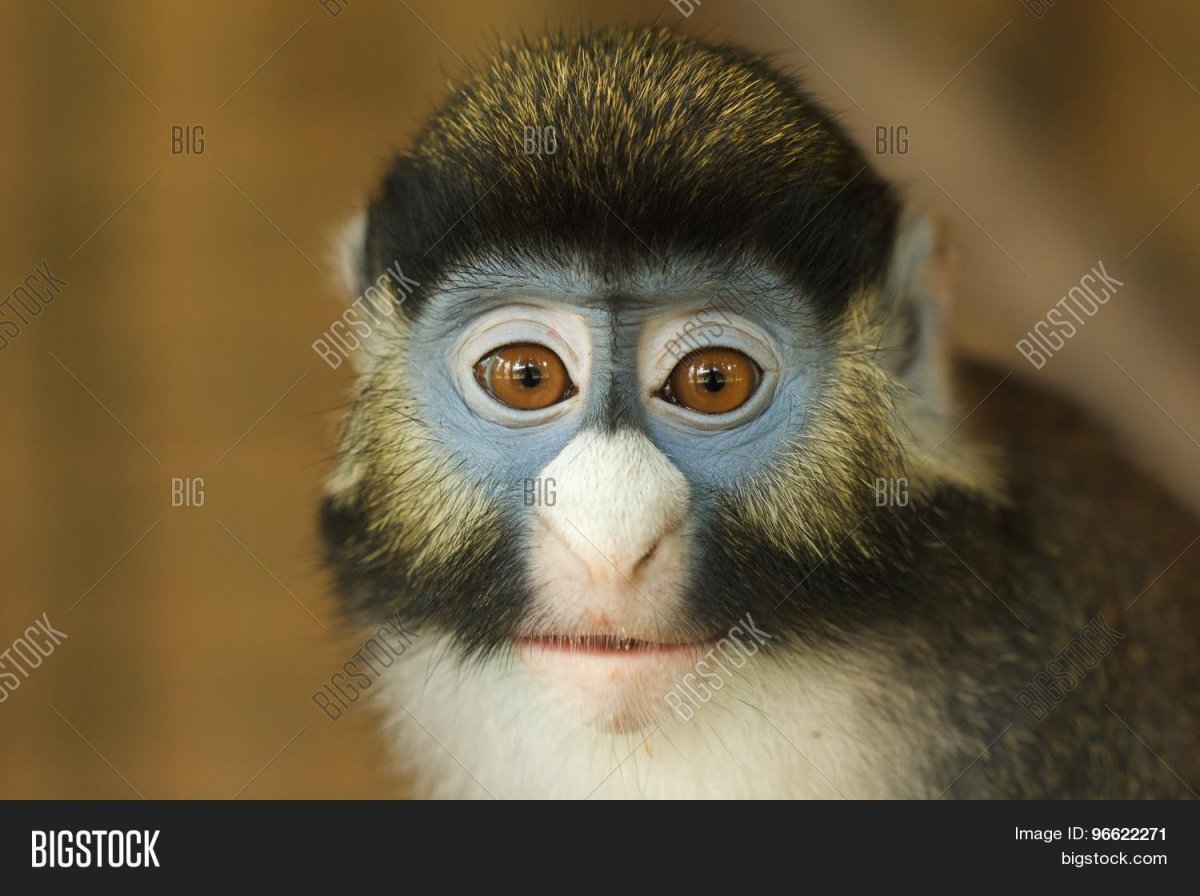 Обезьяна с белым носом