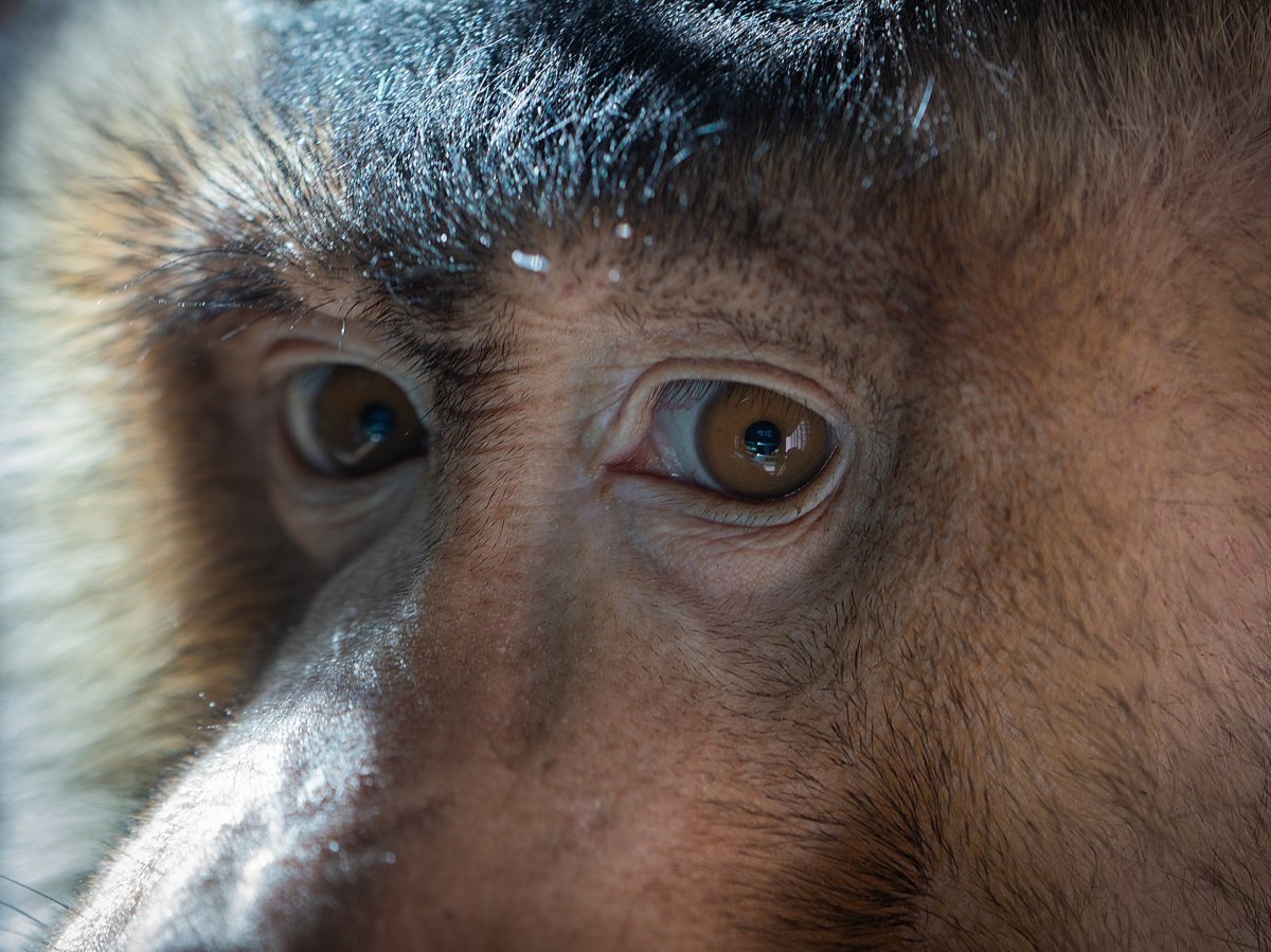 Обезьяна с голубыми глазами