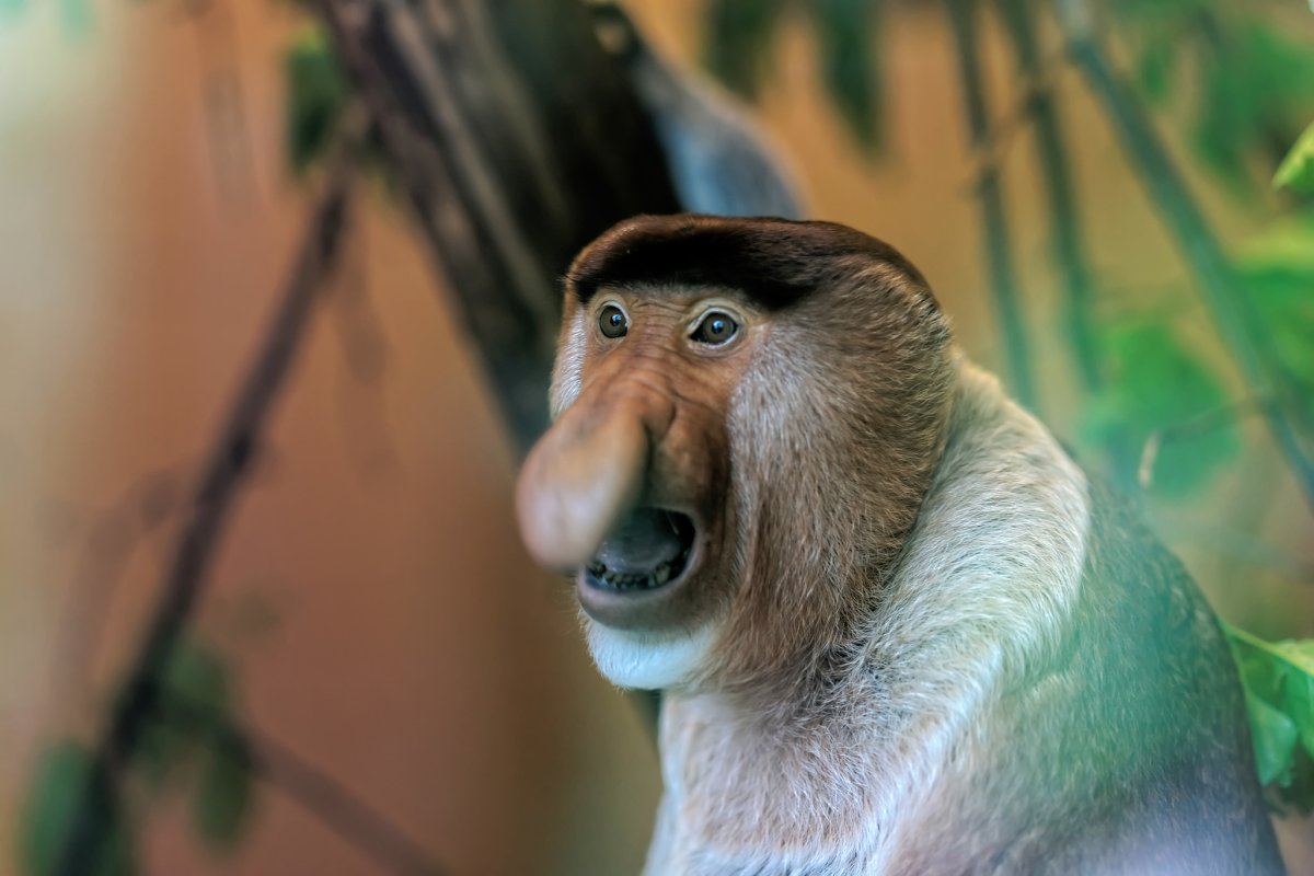 Носач орангутанг