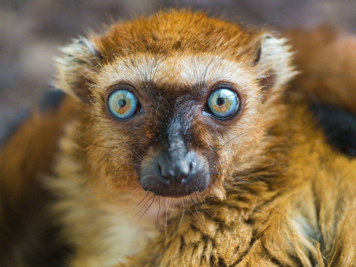 Пучеглазый лемур