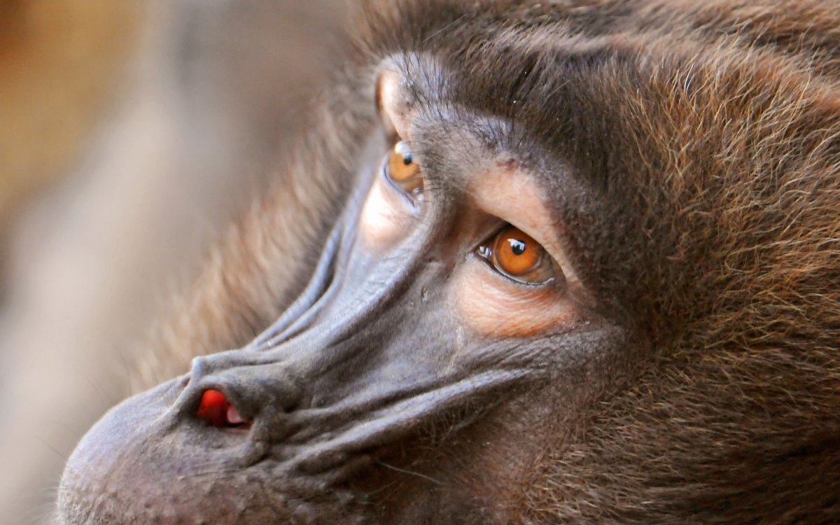 Глаза обезьяны