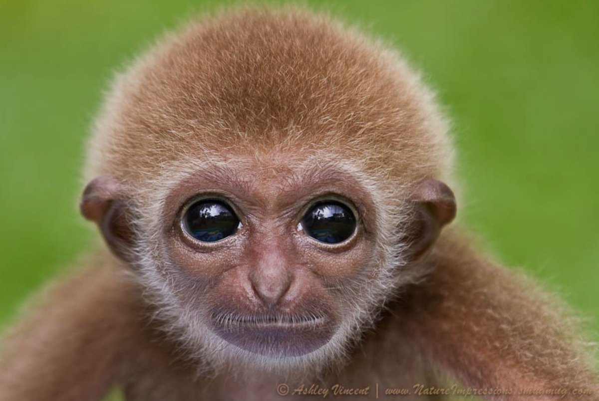 Мордочка обезьянки живой