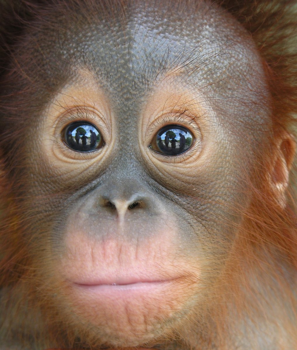 Обезьяна удивляется