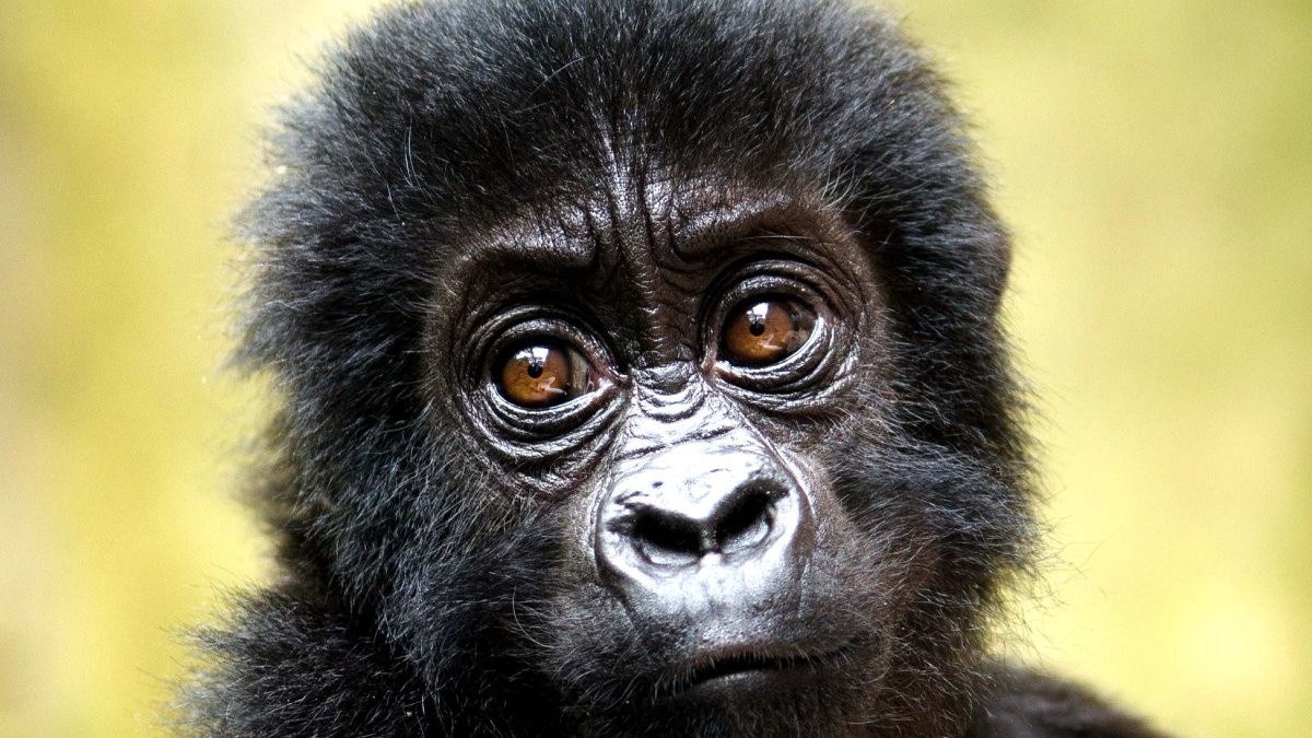 Горилла фото