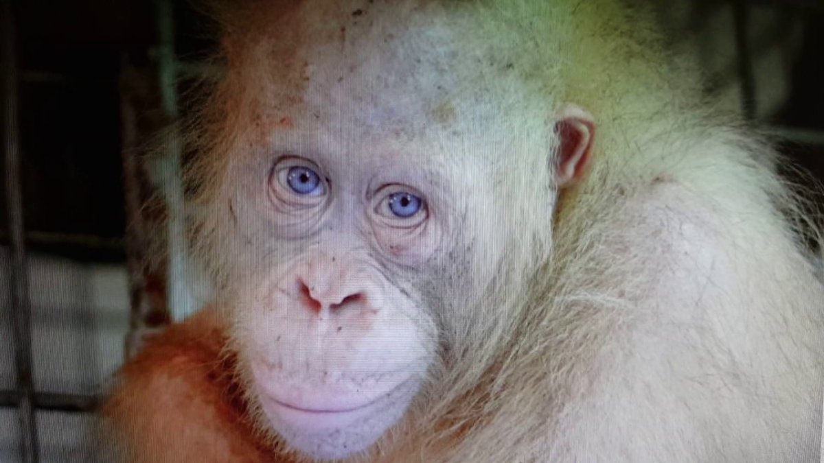 Орангутан альбинос Альба