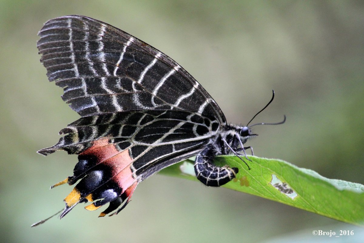 Bhutanitis lidderdalii