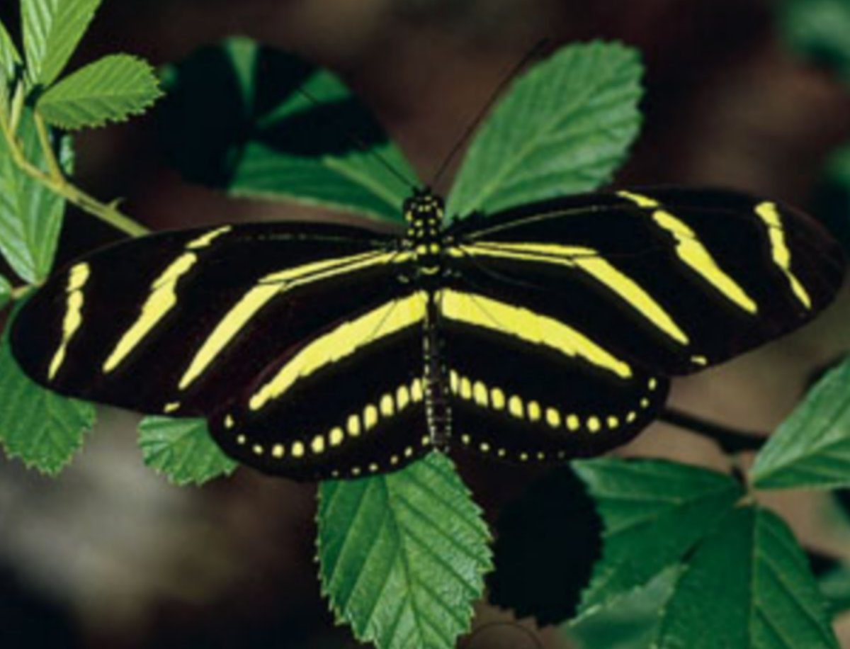 Желтая полосатая бабочка