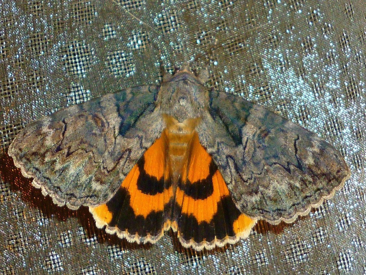 Ночная бабочка голубая орденская лента