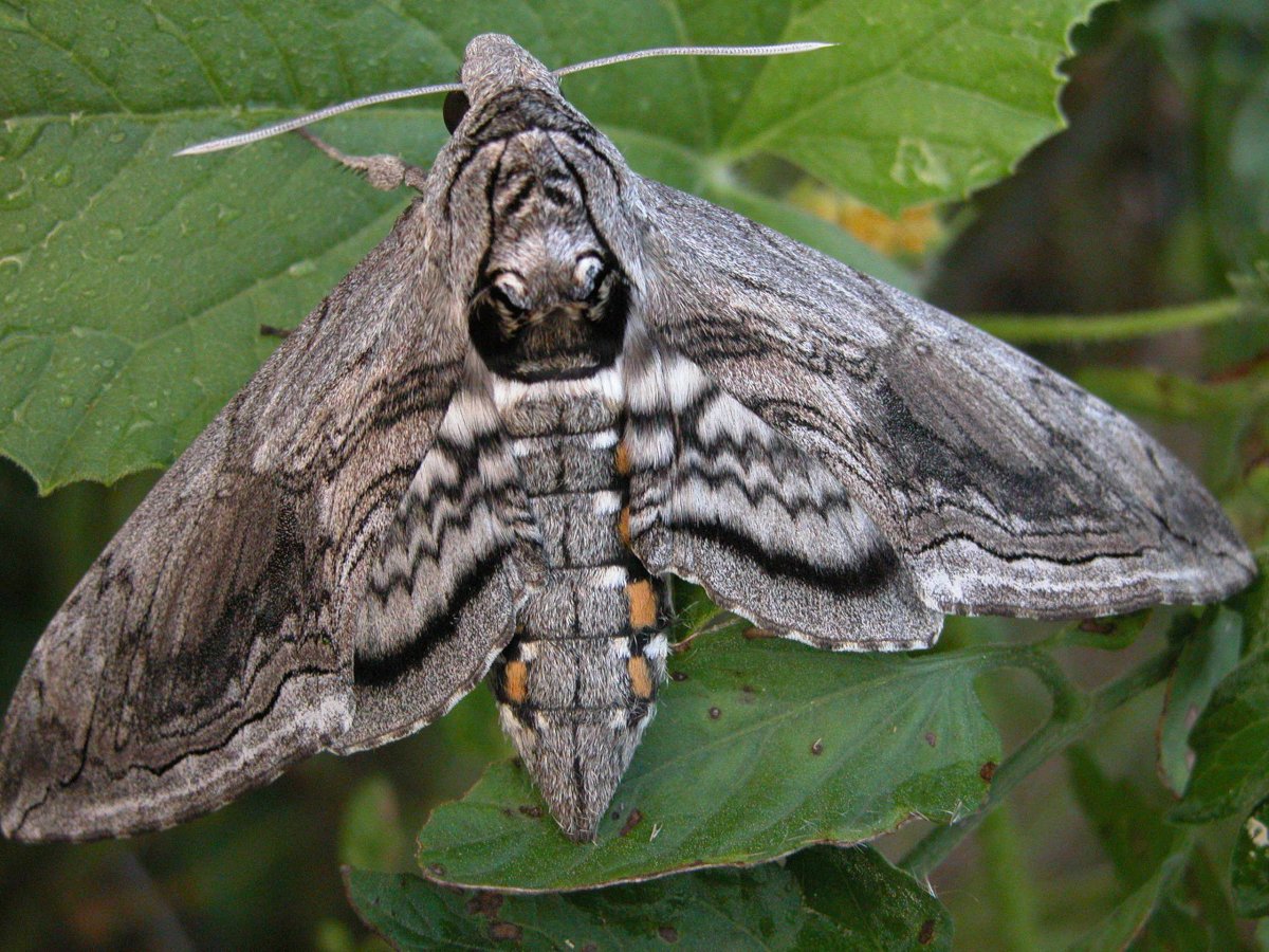 Мотылек Hawk Moth