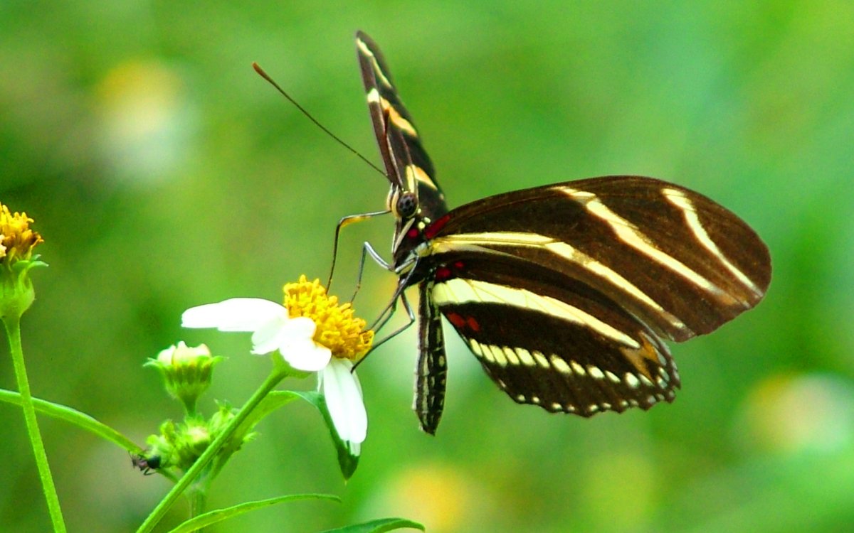 Полосатые насекомые