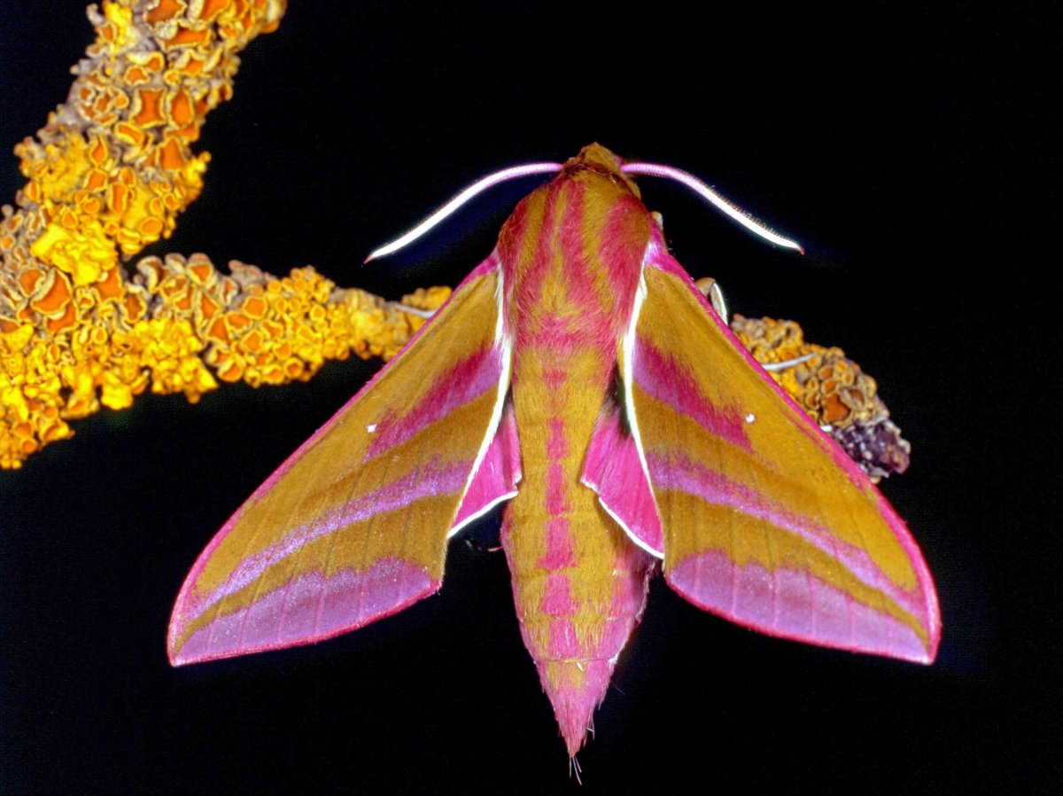 Мотылек Hawk Moth