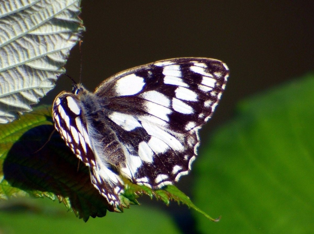 Белая бабочка Подалирий