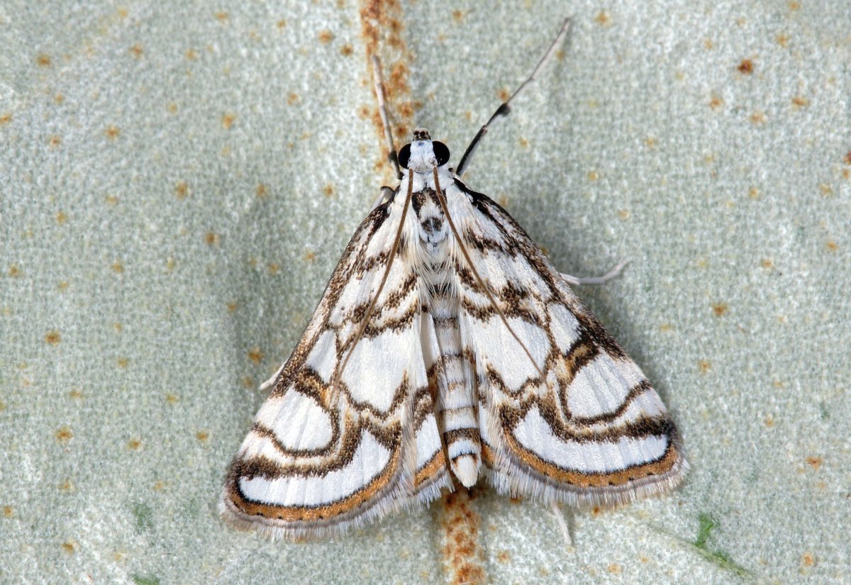 Моль платяная шелкопряд