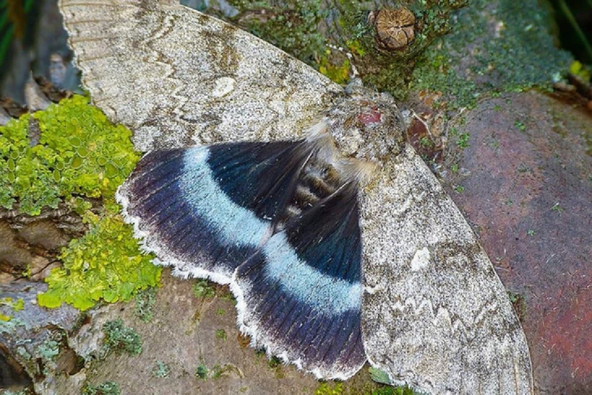 Голубая Ленточница (Catocala fraxini)