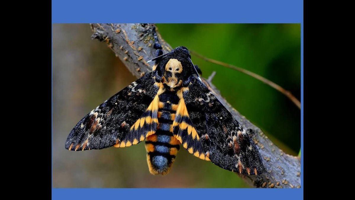 Бабочка Бражник мертвая голова гусеница