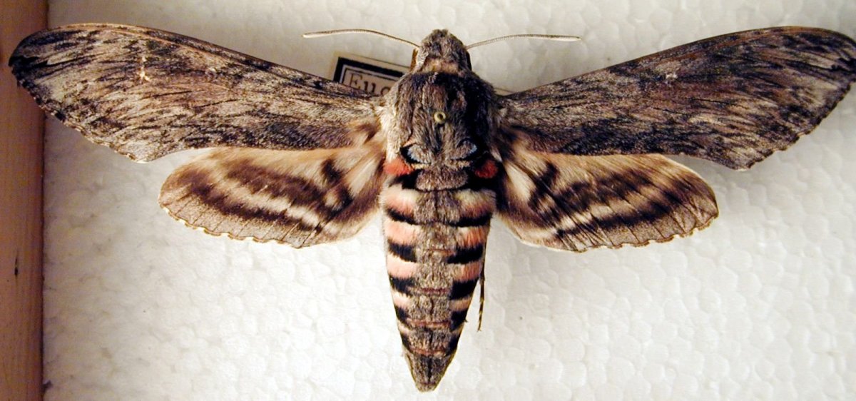 Моль насекомое