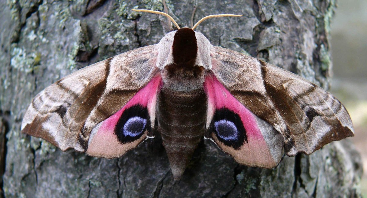 Глазчатый Бражник бабочка