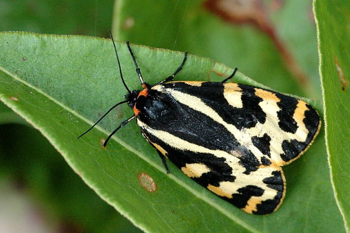 Бабочка желтая с черными пятнами