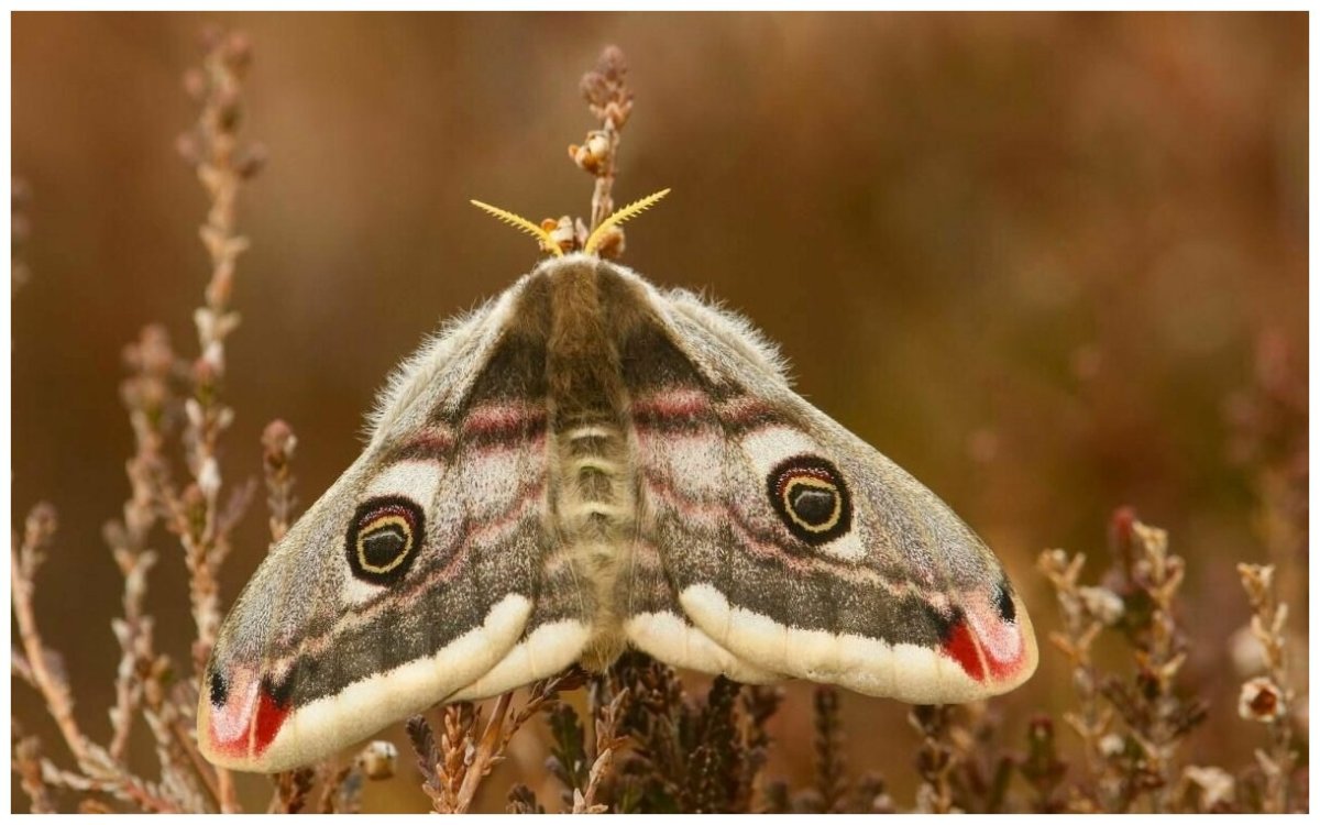 Бабочка Saturnia Pavonia