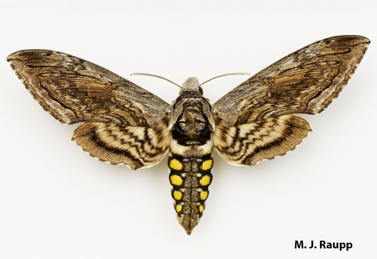 Бражник Manduca quinquemaculata