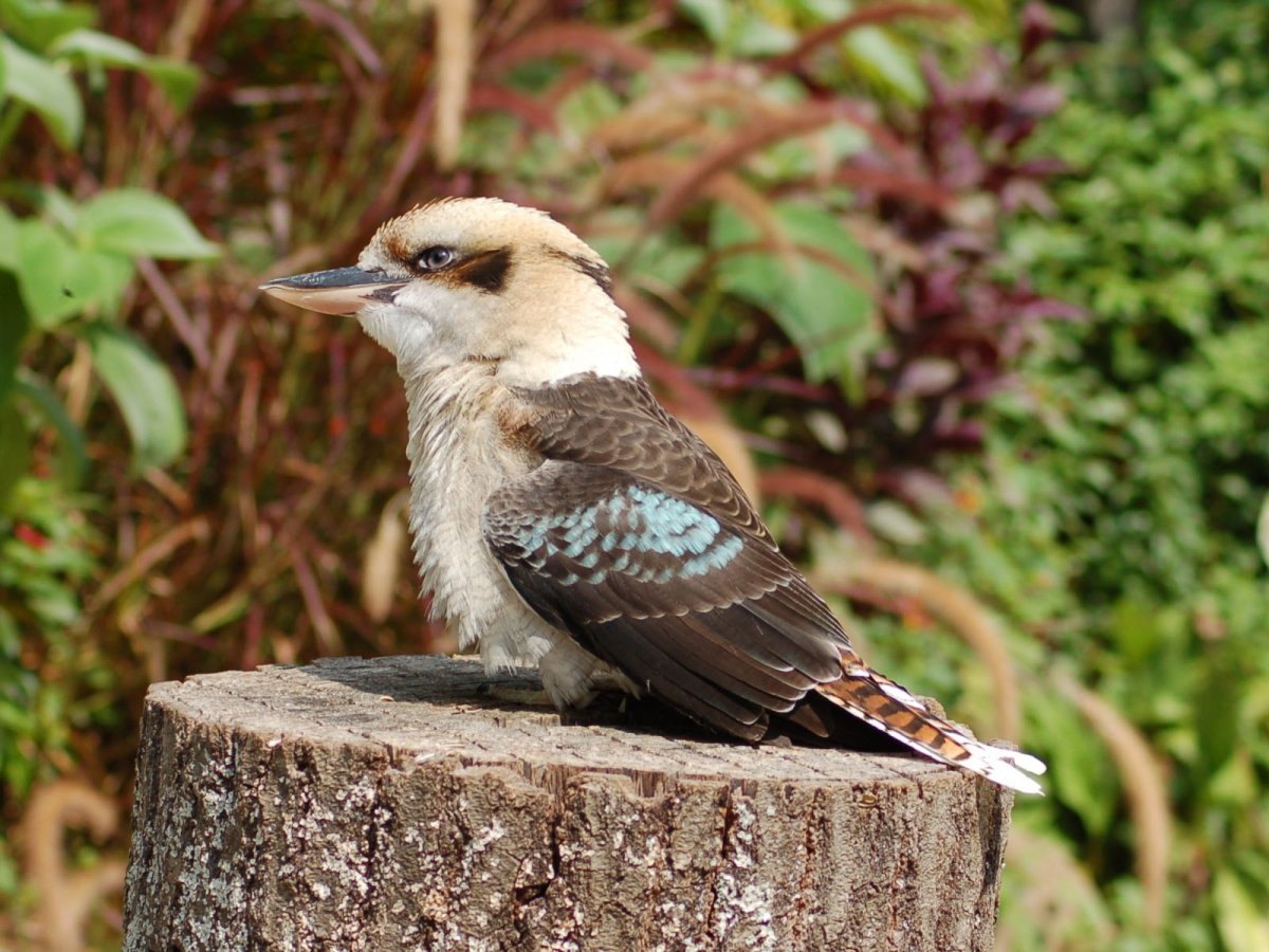 Краснобрюхая Кукабарра (Dacelo Gaudichaud)
