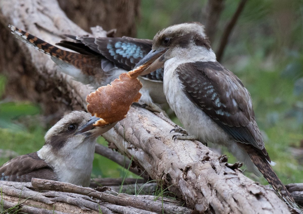 Кукабарра птица птенец