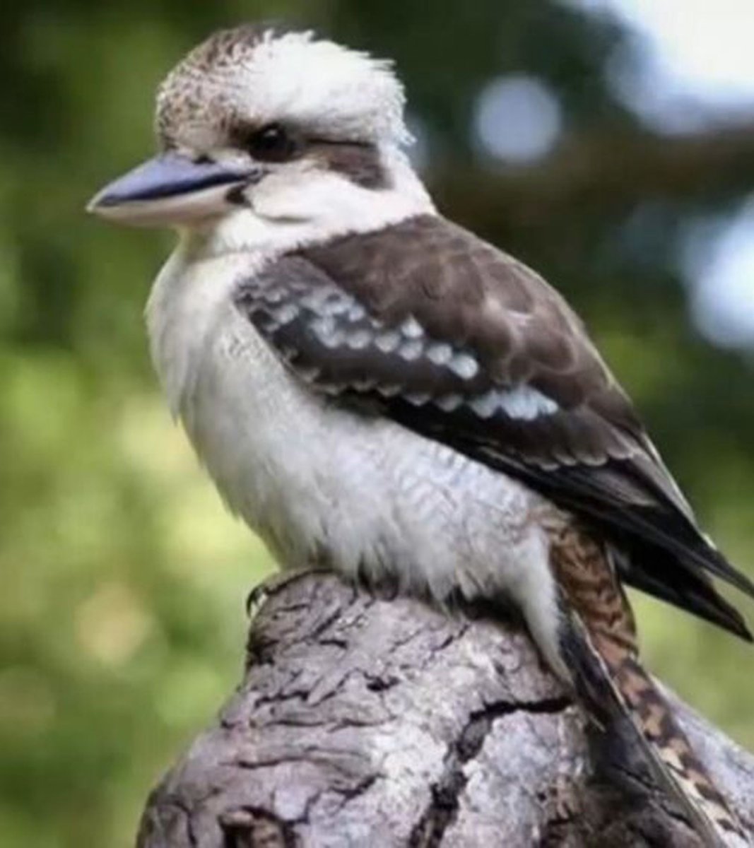 Птицы кукабарры-пересмешника