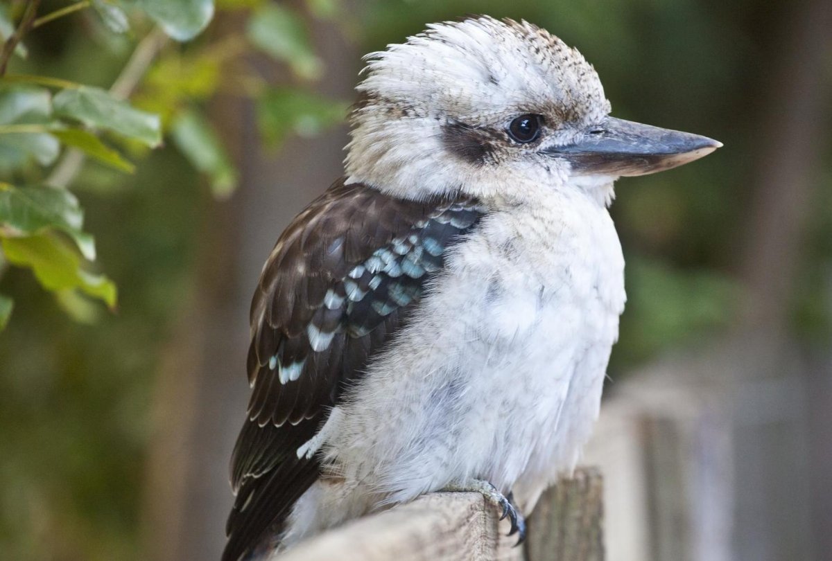 Папуасский Стриж с остистым хвостом (Mearnsia novaeguineae)
