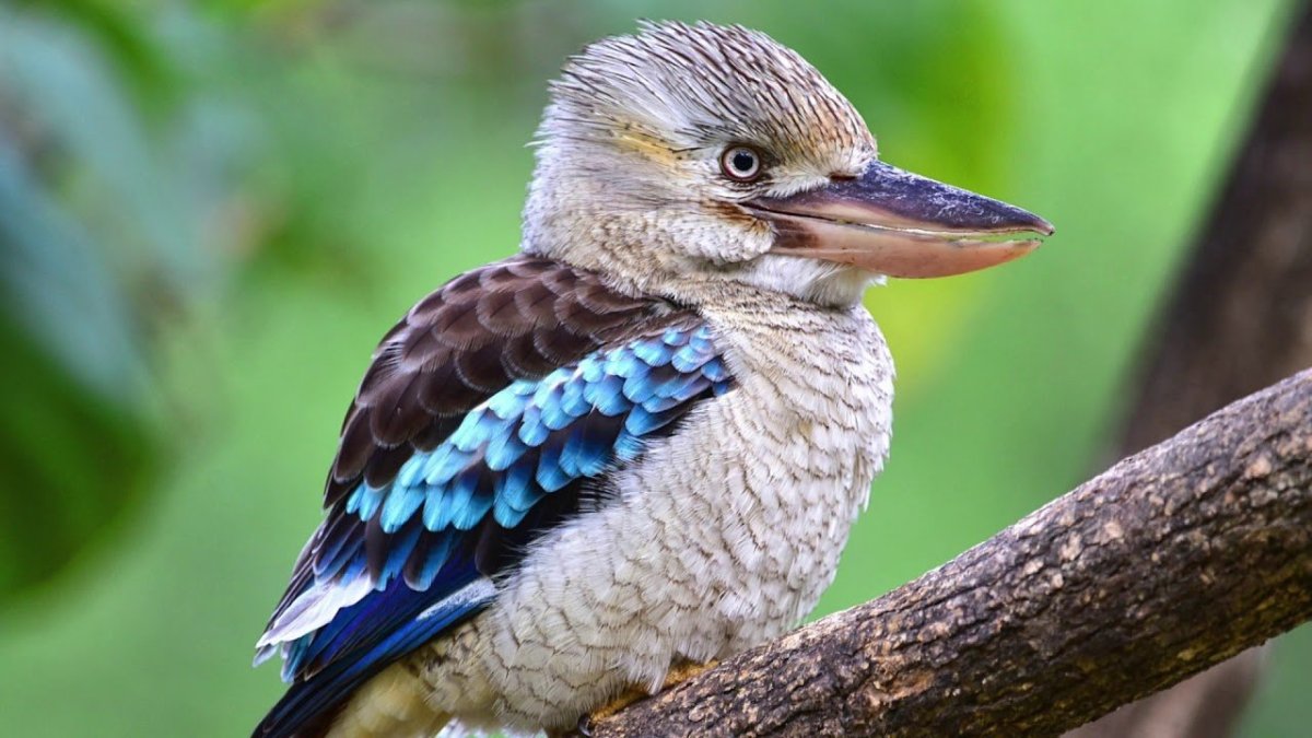 Зимородок Кукабарра