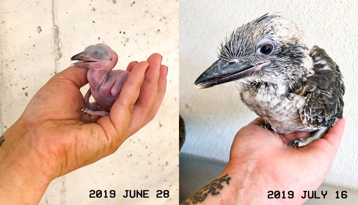 Кукабарра окарина