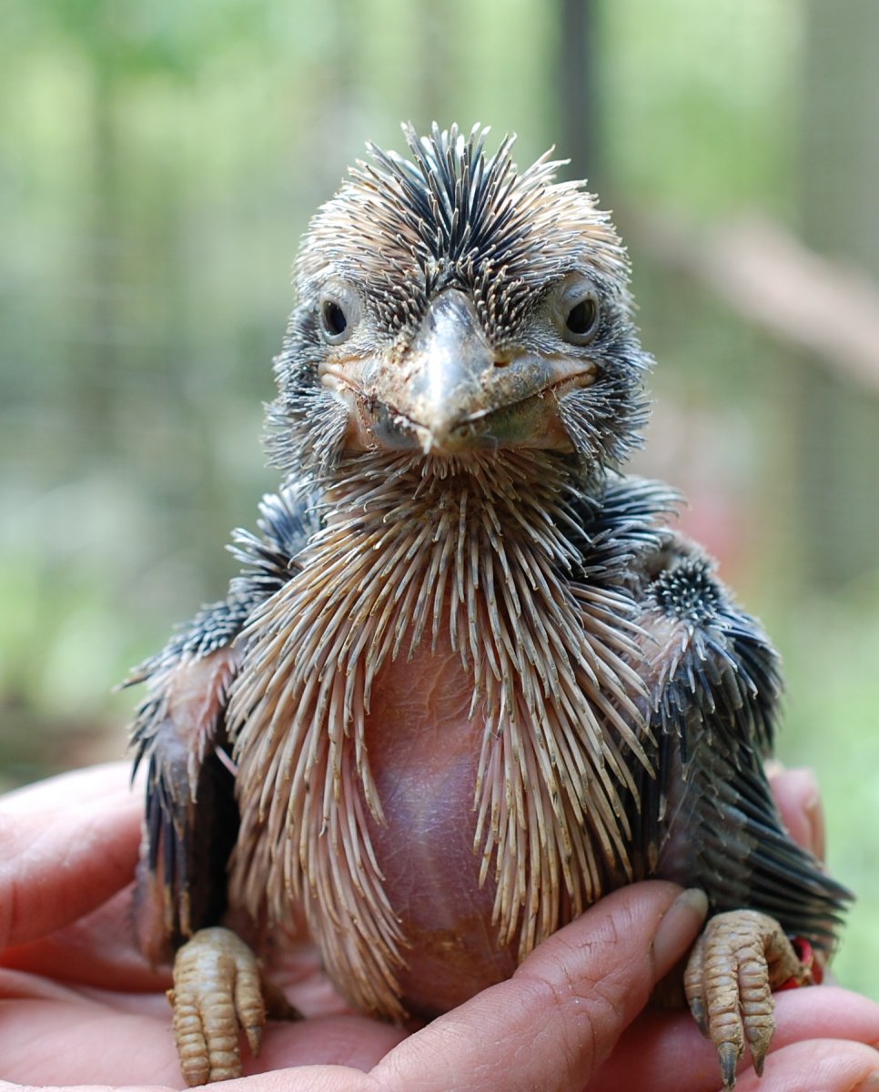 Птенец кукабарры