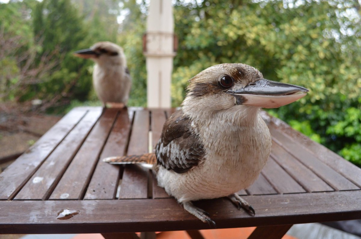 Кукабарра яйца